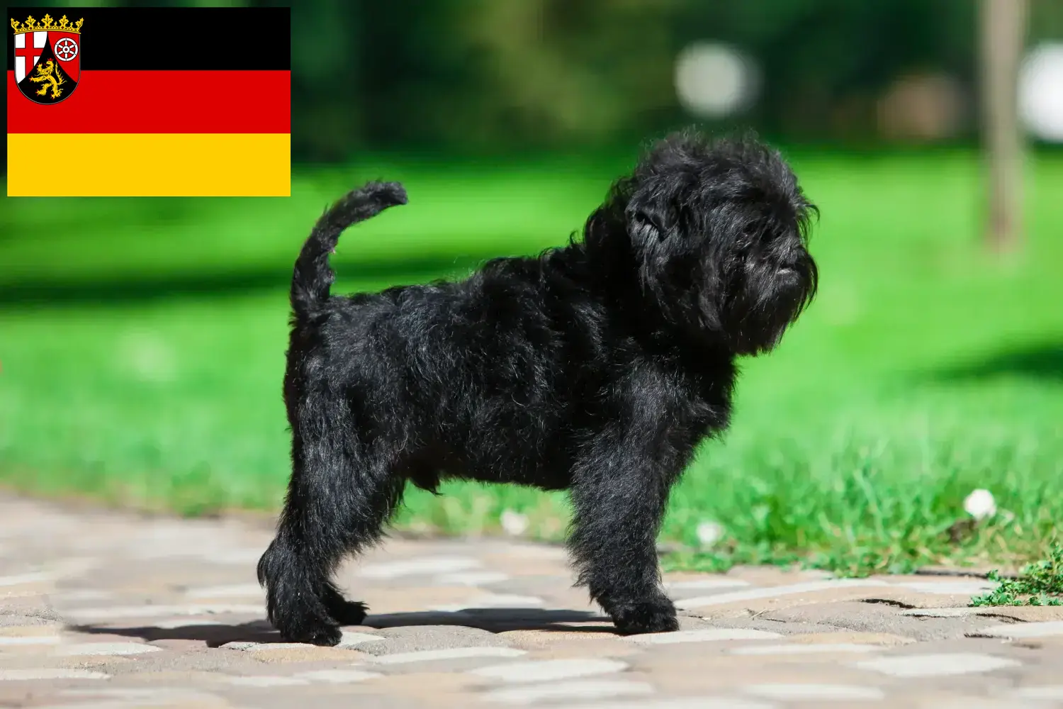 Read more about the article Hodowcy i szczenięta affenpinscher w Nadrenia-Palatynat