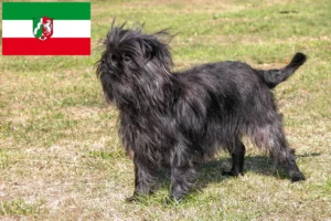 Read more about the article Hodowcy i szczenięta affenpinscher w Nadrenia Północna-Westfalia