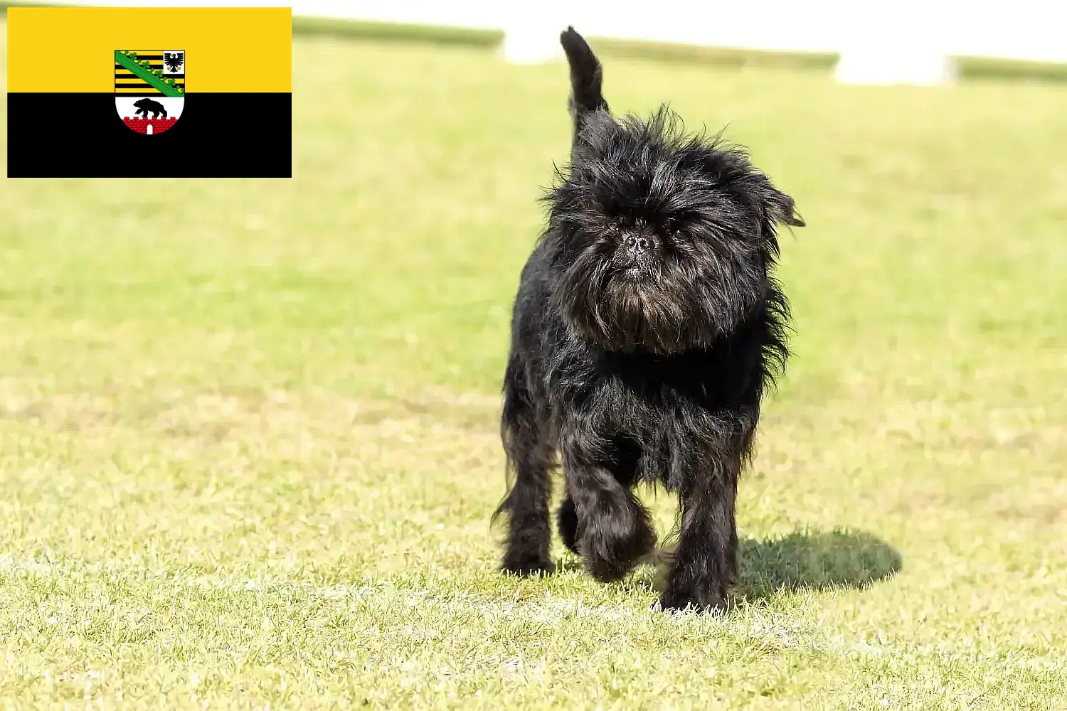 Read more about the article Hodowcy i szczenięta affenpinscher w Saksonia-Anhalt