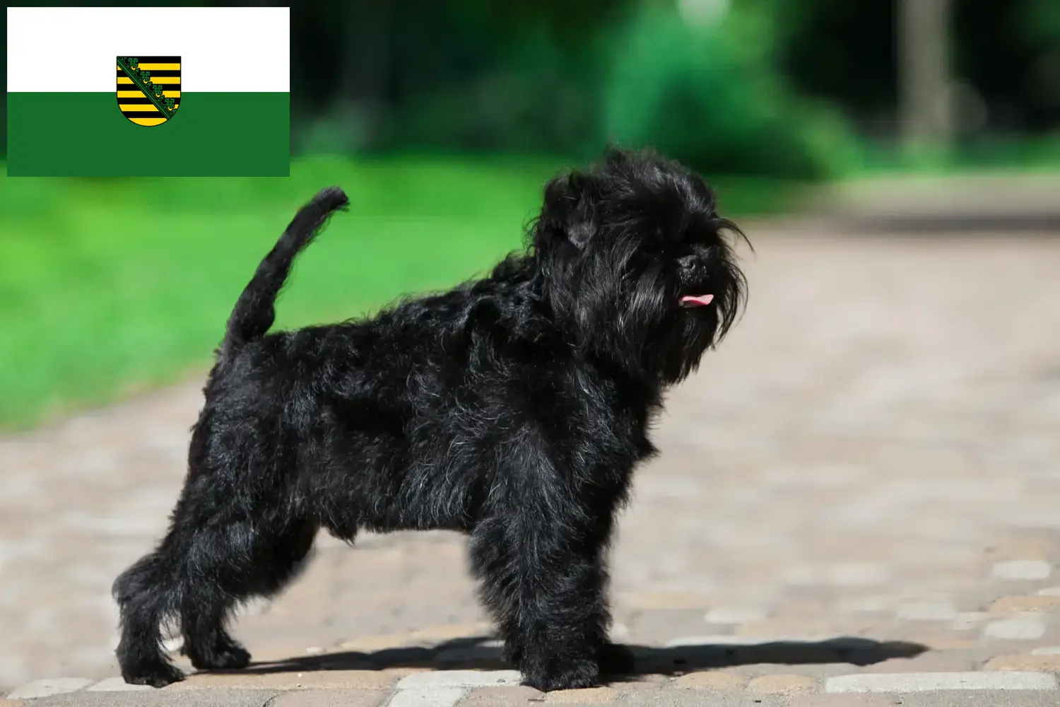 Read more about the article Hodowcy i szczenięta affenpinscher w Saksonia