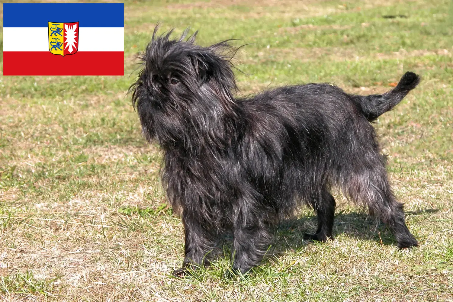 Read more about the article Hodowcy i szczenięta affenpinscher w Szlezwik-Holsztyn