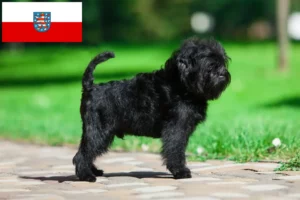 Read more about the article Hodowcy i szczenięta affenpinscher w Turyngia