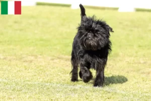 Read more about the article Affenpinscher hodowcy i szczenięta w Włochy