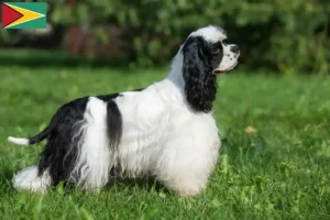 Read more about the article Hodowcy i szczenięta cocker spaniel amerykański w Gujana