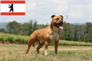 Read more about the article American Staffordshire Terrier hodowcy i szczenięta w Berlin