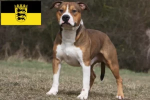 Read more about the article Hodowcy i szczenięta American Staffordshire Terrier w Badenia-Wirtembergia