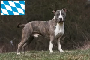 Read more about the article Hodowcy i szczenięta American Staffordshire Terrier w Bawaria