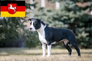 Read more about the article Hodowcy i szczenięta American Staffordshire Terrier w Dolna Saksonia