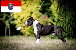 Read more about the article Hodowcy i szczenięta American Staffordshire Terrier w Hesja