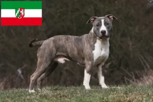 Read more about the article Hodowcy i szczenięta American Staffordshire Terrier w Nadrenia Północna-Westfalia