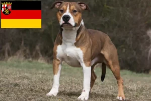 Read more about the article Hodowcy i szczenięta American Staffordshire Terrier w Nadrenia-Palatynat