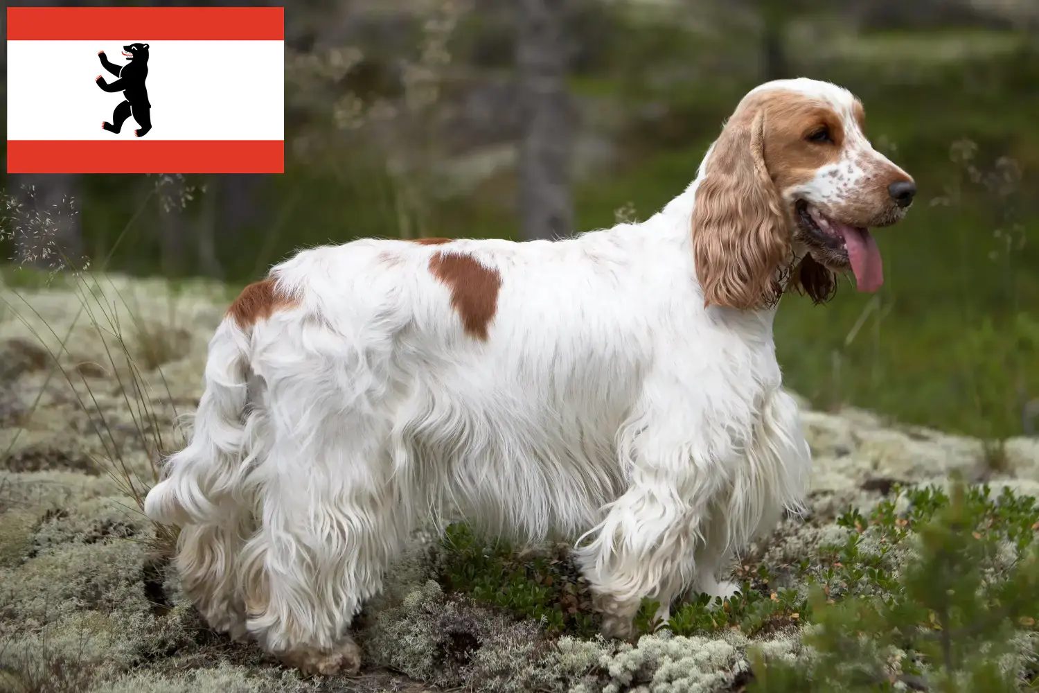 Read more about the article Cocker spaniel angielski hodowca i szczenięta w Berlin