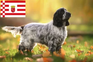 Read more about the article Cocker spaniel angielski hodowca i szczenięta w Brema