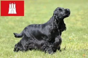 Read more about the article Cocker spaniel angielski hodowca i szczenięta w Hamburg