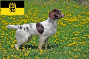 Read more about the article Hodowcy i szczenięta Springer spaniel angielski w Badenia-Wirtembergia