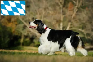 Read more about the article Hodowcy i szczenięta Springer spaniel angielski w Bawaria