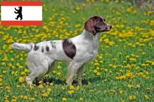 Read more about the article Springer spaniel angielski hodowcy i szczenięta w Berlin