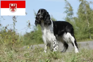 Read more about the article Springer spaniel angielski hodowcy i szczenięta w Brandenburgia