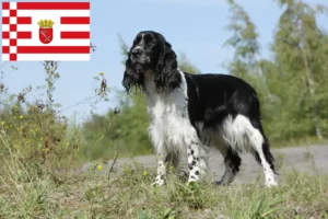 Read more about the article Springer spaniel angielski hodowca i szczenięta w Brema