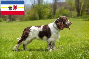 Read more about the article Hodowcy i szczenięta Springer spaniel angielski w Meklemburgia-Pomorze Przednie