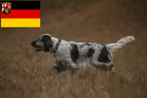 Read more about the article Springer spaniel angielski hodowcy i szczenięta w Nadrenia-Palatynat