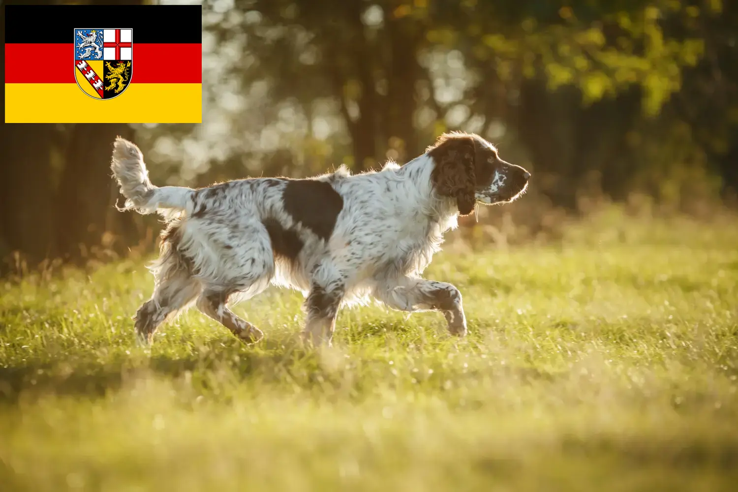 Read more about the article Springer spaniel angielski hodowcy i szczenięta w Kraj Saary