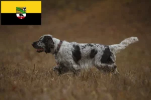 Read more about the article Springer spaniel angielski hodowcy i szczenięta w Saksonia-Anhalt