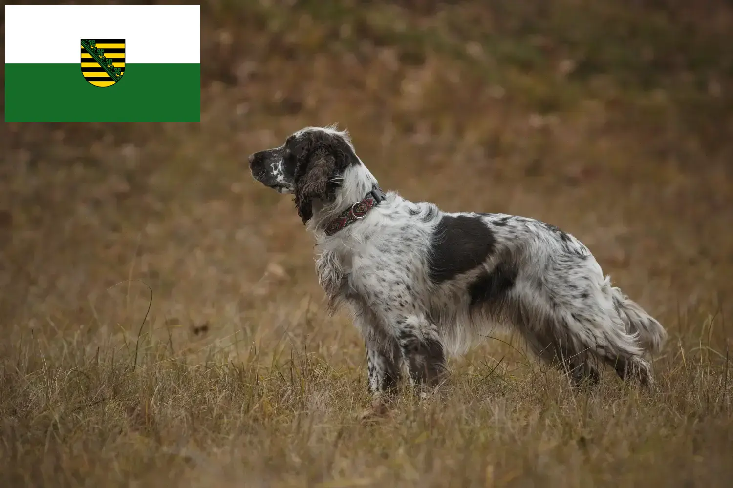 Read more about the article Springer spaniel angielski hodowcy i szczenięta w Saksonia