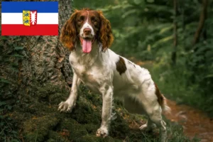 Read more about the article Springer spaniel angielski hodowcy i szczenięta w Szlezwik-Holsztyn