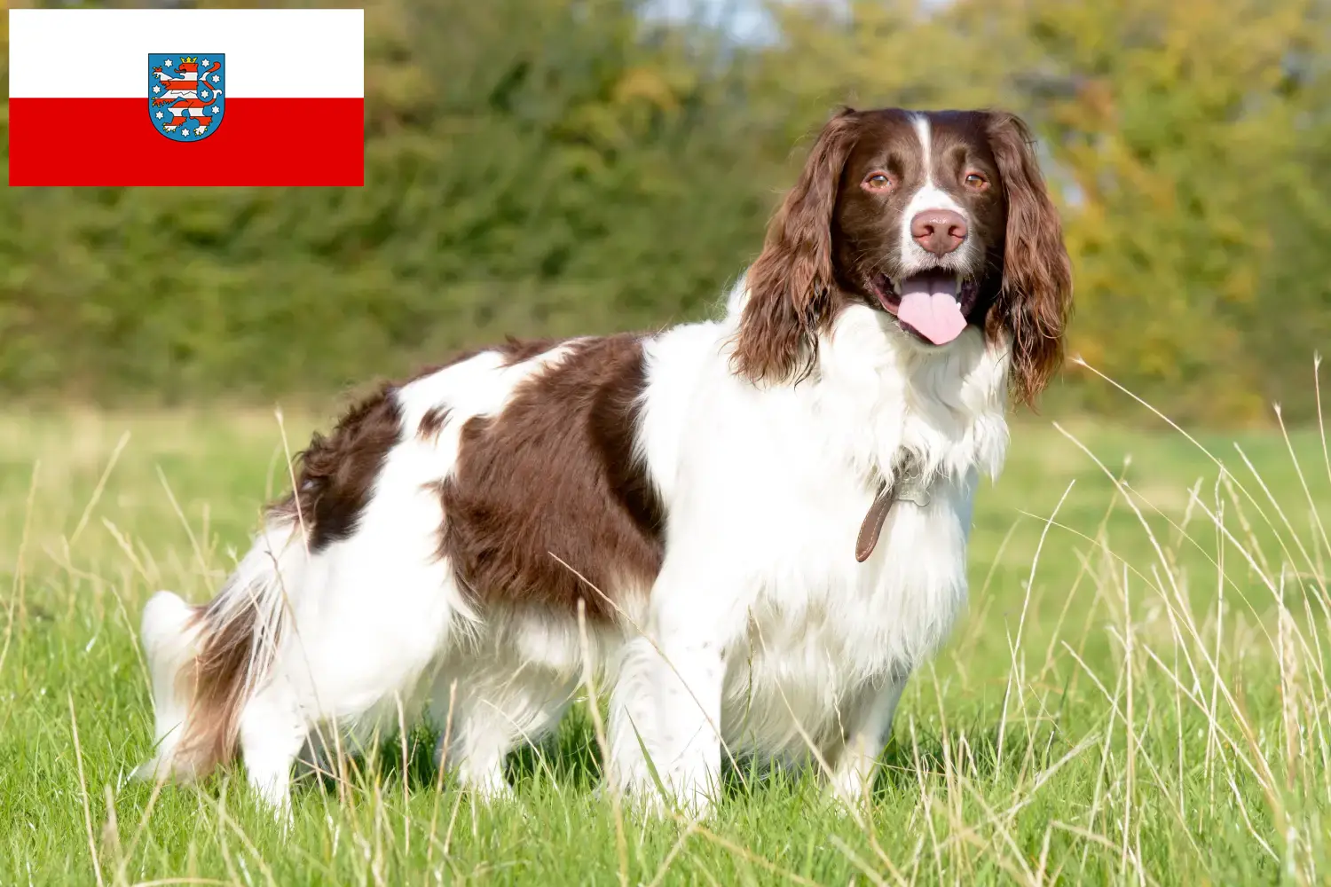 Read more about the article Springer spaniel angielski hodowcy i szczenięta w Turyngia