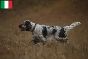 Read more about the article Springer spaniel angielski hodowcy i szczenięta w Włochy