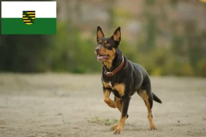 Read more about the article Hodowcy i szczenięta Australian Kelpie w Saksonia