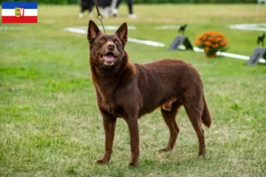 Read more about the article Hodowcy i szczenięta Australian Kelpie w Szlezwik-Holsztyn