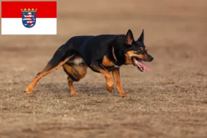 Read more about the article Hodowcy i szczenięta Australian Kelpie w Hesja