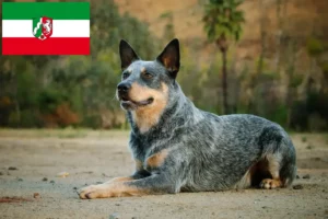 Read more about the article Hodowcy i szczenięta Australian Cattle Dog w Nadrenia Północna-Westfalia