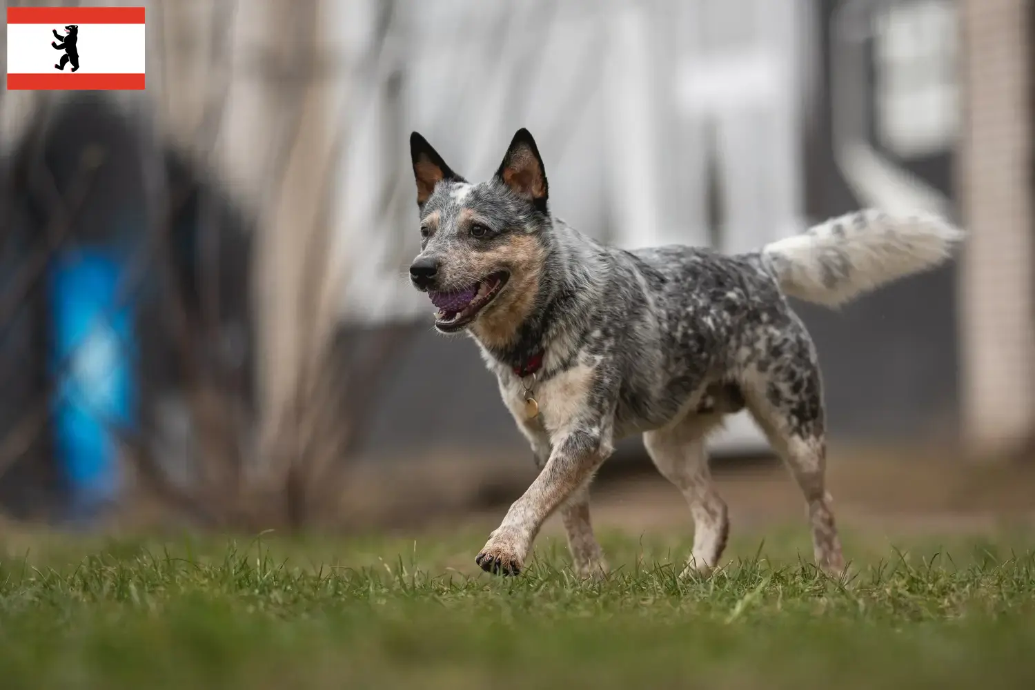 Read more about the article Australian Cattle Dog hodowcy i szczenięta w Berlin