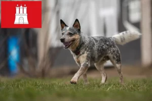 Read more about the article Australian Cattle Dog hodowcy i szczenięta w Hamburg