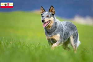 Read more about the article Hodowcy i szczenięta Australian Cattle Dog w Meklemburgia-Pomorze Przednie