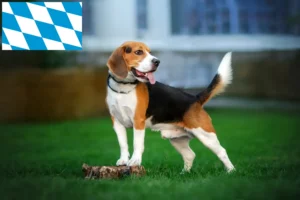 Read more about the article Hodowcy i szczenięta Beagle w Bawaria