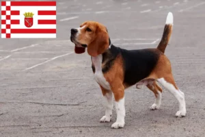 Read more about the article Hodowcy i szczenięta beagle w Brema