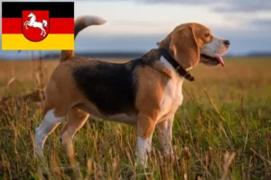 Read more about the article Hodowcy i szczenięta Beagle w Dolna Saksonia