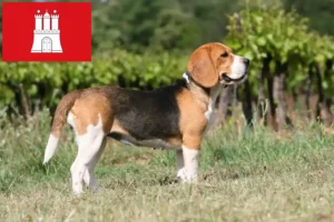 Read more about the article Hodowcy i szczenięta rasy Beagle w Hamburg