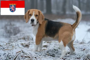 Read more about the article Hodowcy i szczenięta Beagle w Hesja