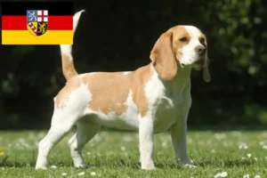 Read more about the article Hodowcy i szczenięta Beagle w Kraj Saary