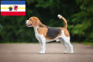 Read more about the article Hodowcy i szczenięta Beagle w Meklemburgia-Pomorze Przednie