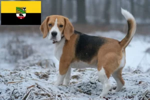 Read more about the article Hodowcy i szczenięta Beagle w Saksonia-Anhalt