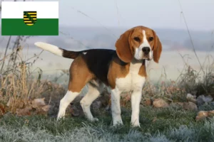 Read more about the article Hodowcy i szczenięta Beagle w Saksonia