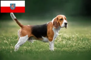 Read more about the article Hodowcy i szczenięta Beagle w Turyngia