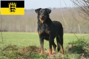 Read more about the article Hodowcy i szczenięta Beauceron w Badenia-Wirtembergia