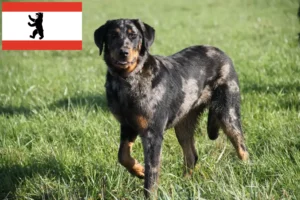 Read more about the article Beauceron hodowcy i szczenięta w Berlin